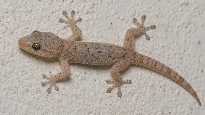 Europäische Halbfingergecko (Hemidactylus turcicus)