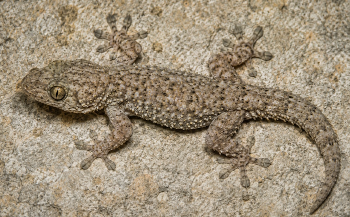 Mauergecko